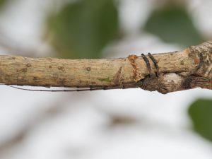 タテジマカミキリ / Aulaconotus pachypezoides Thomson, 1864
