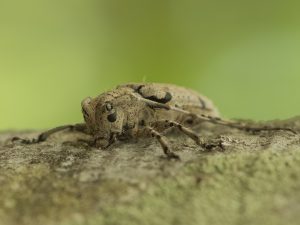 タテスジゴマフカミキリ / Mesosa (Aphelocnemia) senilis Bates,1884