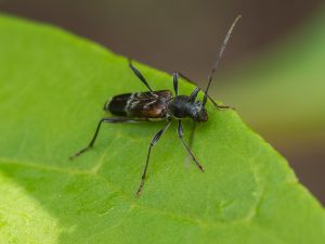ヒメヒゲナガカミキリ　/ Monochamus (Monochamus) subfasciatus sabufasciatus (Bates, 1873)