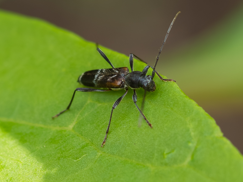ヒメヒゲナガカミキリ　/ Monochamus (Monochamus) subfasciatus sabufasciatus (Bates, 1873)