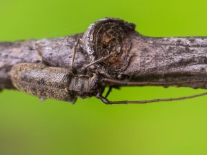 ホソヒゲケブカカミキリ / Eupogoniopsis tenuicornis (Bates,1884)