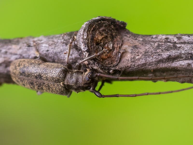 ホソヒゲケブカカミキリ / Eupogoniopsis tenuicornis (Bates,1884)