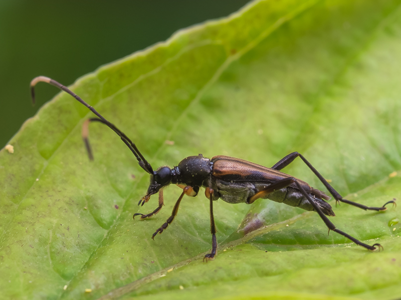ニンフホソハナカミキリ　/　Parastrangalia nymphula (Bates, 1884)