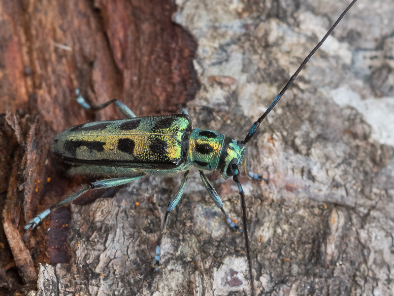 ハンノアオカミキリ / Eutetrapha chrysochloris chrysochloris (Bates,1879)