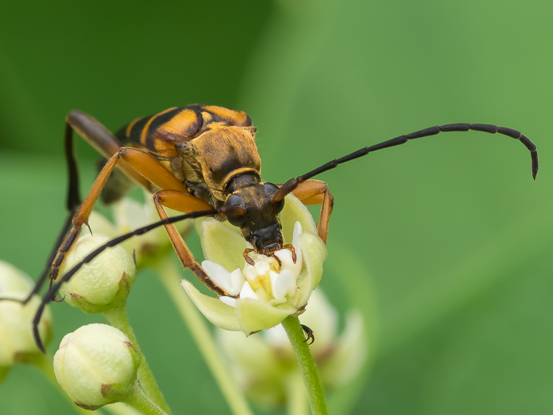 ヨツスジハナカミキリ　/　Leptura ochraceofasciata ochraceofasciata (Motschulsky, 1861)