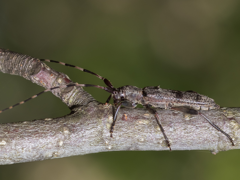 トゲバカミキリ / Rondibilis saperdina (Bates, 1884)