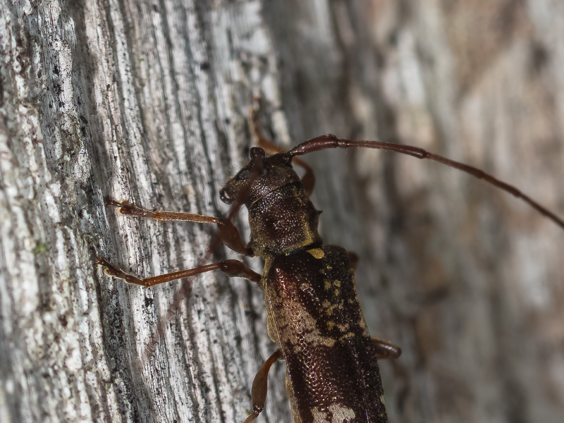 クリイロシラホシカミキリ / Nanohammus rufescens Bates,1884