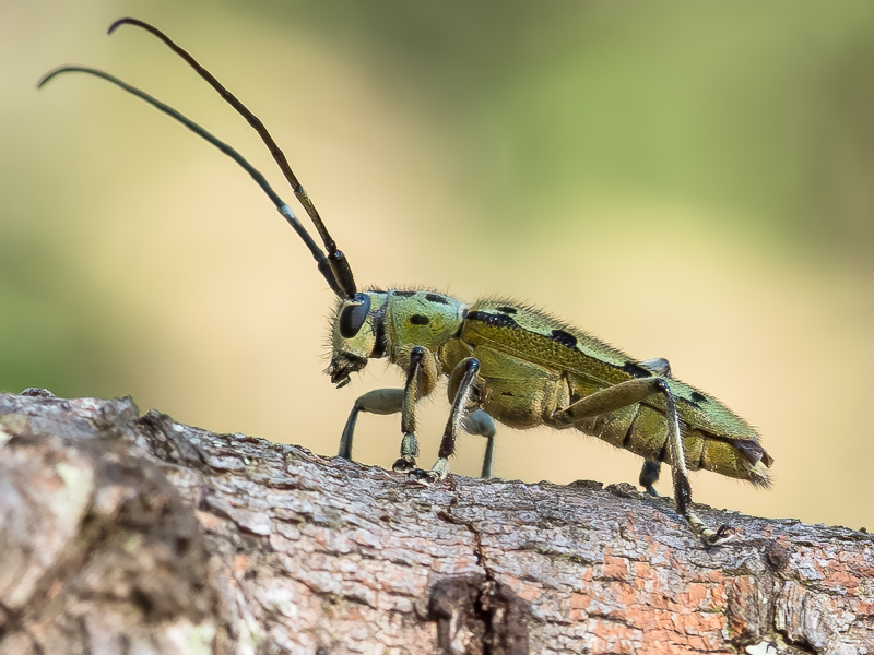 ヤツメカミキリ / Eutetrapha ocelota (Bates, 1873)