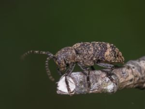 エゾサビカミキリ / Pterolophia (Pterolophia)　tsurugiana (Matsushita, 1934)