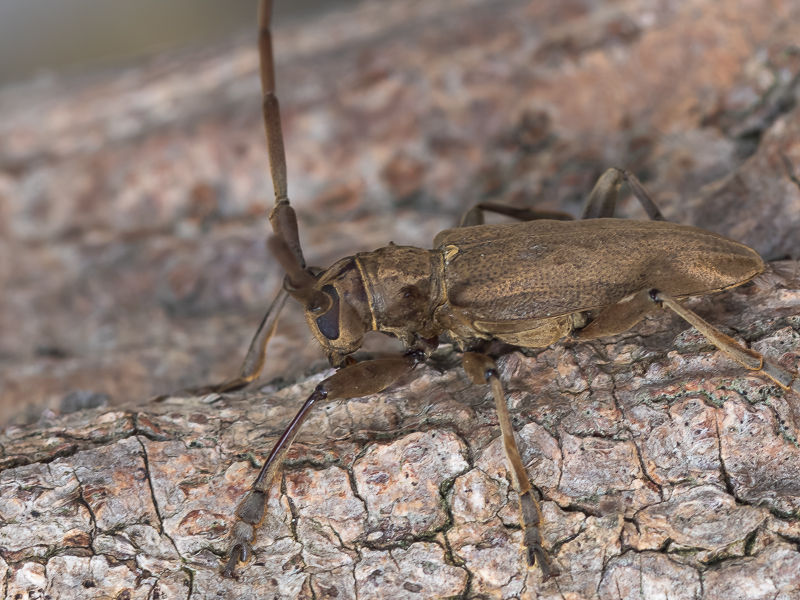 ビロウドカミキリ / Acalolepta fraudatrix fraudatrix (Bates,1873)