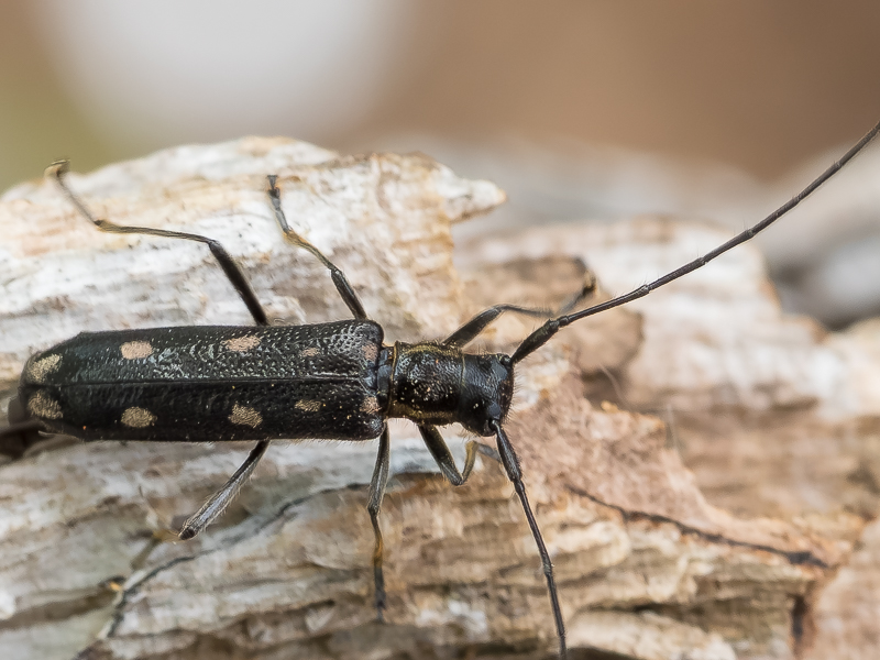 ヒゲナガシラホシカミキ / Eumecocera argyrosticta (Bates,1884)