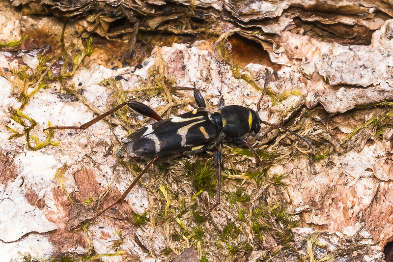ツマキトラカミキリ　/ Xylotrechus (Xylotrechus) clarinus Bates, 1884