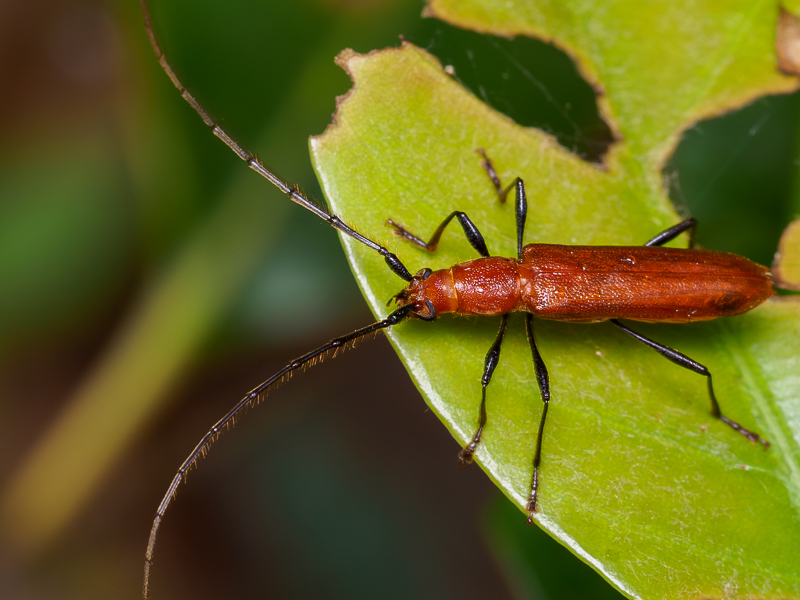 トビイロカミキリ / Allotraeus sphaerioninus Bates,1877