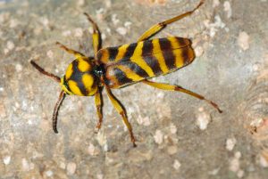 オオトラカミキリ　/ Xylotrechus villioni(Villard, 1892)