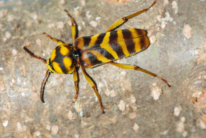 オオトラカミキリ　/ Xylotrechus villioni(Villard, 1892)