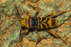 トラフカミキリ　/ Xylotrechus chinensis kurosawai Fujita, 2010. stat. rev.