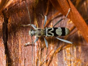 トゲヒゲトラカミキリ　/ Demonax transilis Bates, 1884