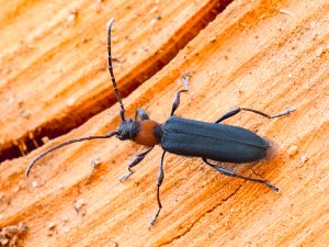 ホタルカミキリ　/　Dere thoracica White,1855