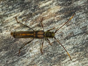 トラフホソバネカミキリ　/　Thranius variegatus variegatus Bates, 1873