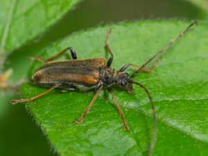 モモグロハナカミキリ / Toxotinus reini (Heyden, 1879)