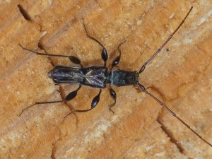 オニヒゲナガコバネカミキリ　/　Molorchus pinivorus Takakuwa et Ikeda,1979