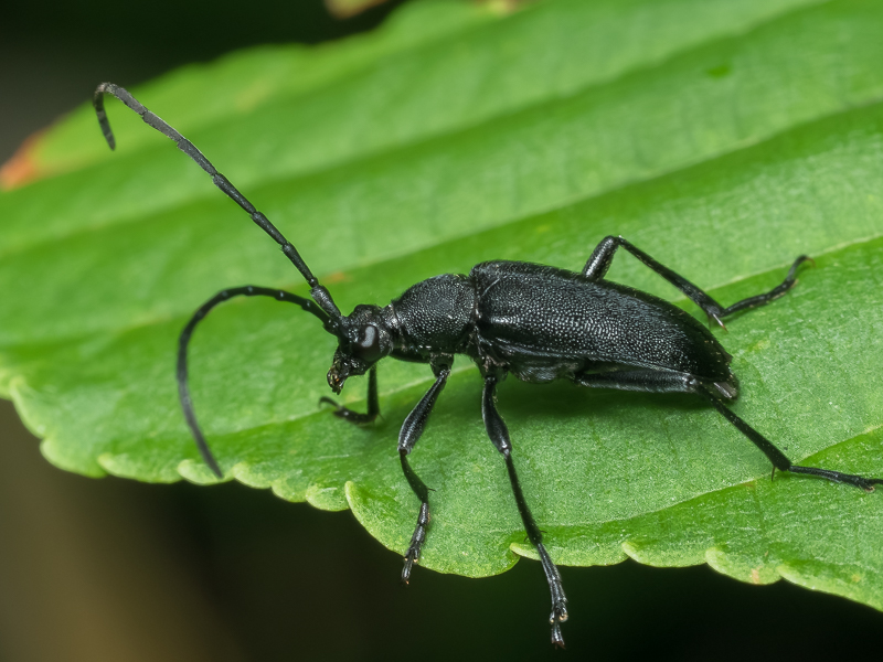 ヌバタマハナカミキリ　/　Judolidia bangi (Pic, 1901)