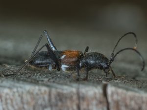 ヨコヤマトラカミキリ　/ Epiclytus yokoyamai(Kano, 1933)