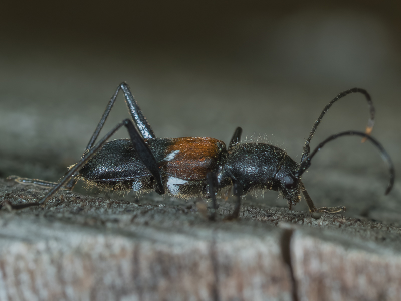 ヨコヤマトラカミキリ　/ Epiclytus yokoyamai(Kano, 1933)