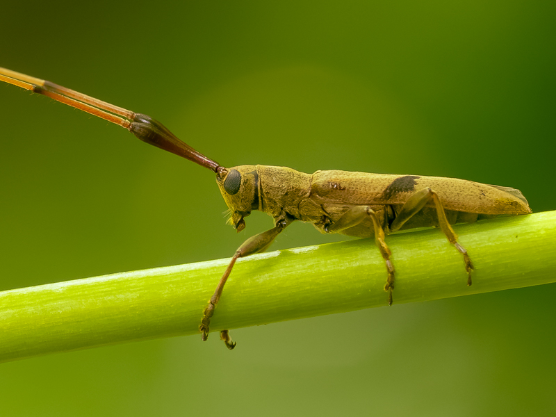 ハスオビヒゲナガカミキリ / Cleptometopus bimaculatus (Bates, 1873)