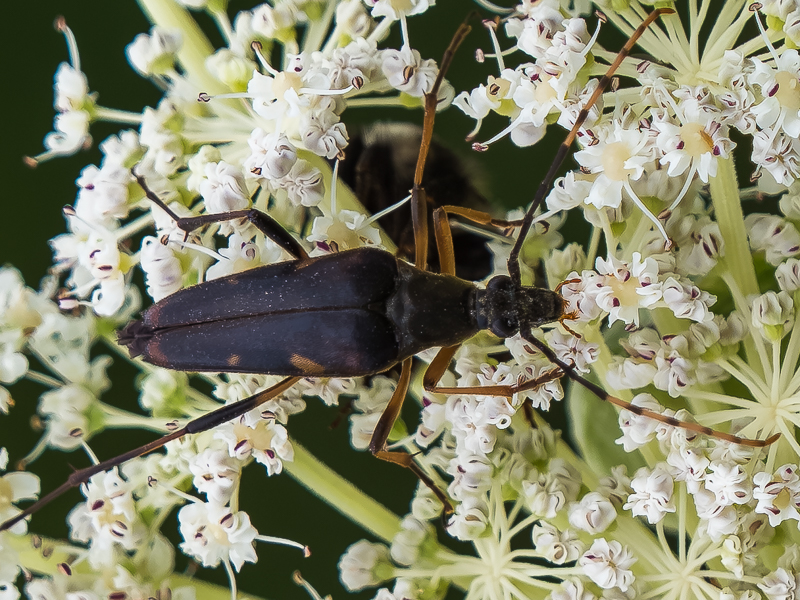 フタスジハナカミキリ　/ Nakanea vicarius (Bates, 1884)