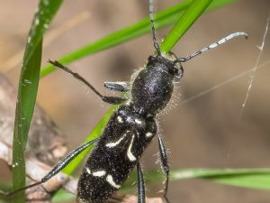 シラケトラカミキリ　/ Clytus melaenus Bates, 1884