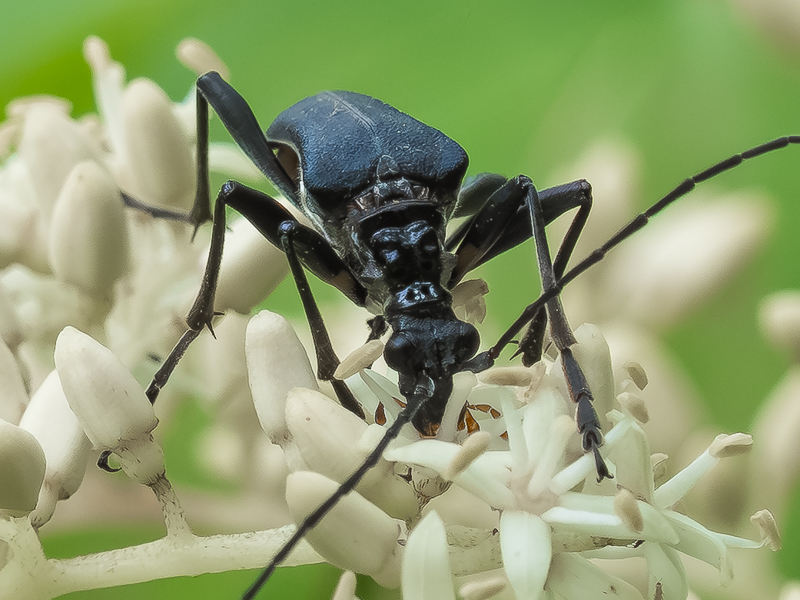 フタコブルリハナカミキリ　/ Stenocorus (Eotoxotus) caeruleipennis Bates, 1873