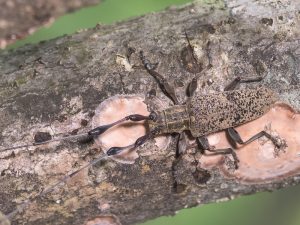 セミスジコブヒゲカミキリ / Rhodopina lewisii lewisii (Bates, 1873)