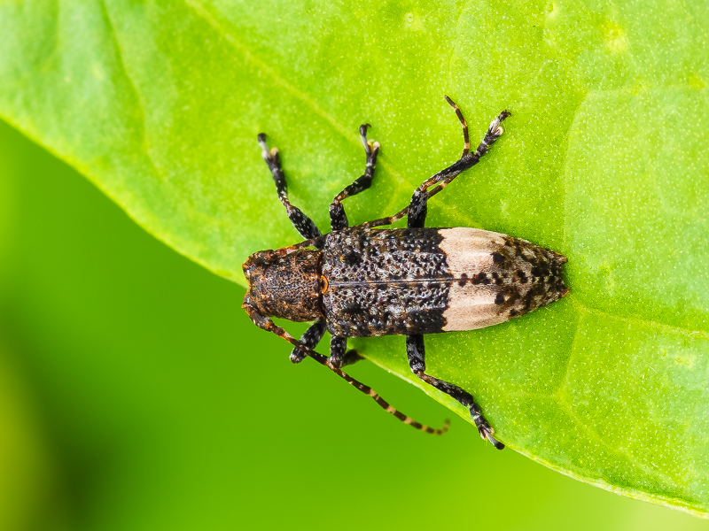 アトジロサビカミキリ / Pterolophia (Pterolophia) zonata (Bates,1873)