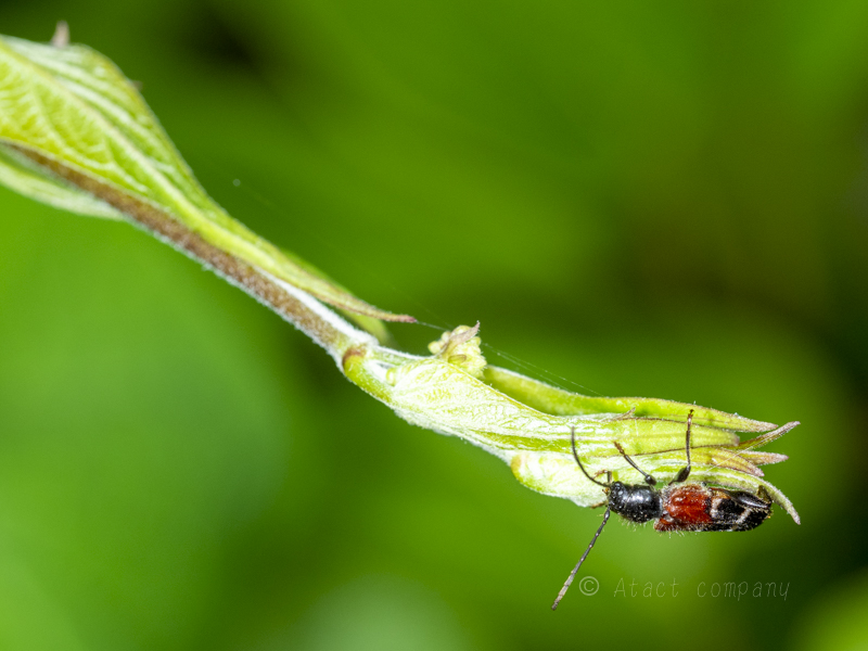 アカネカミキリ 自然 撮影