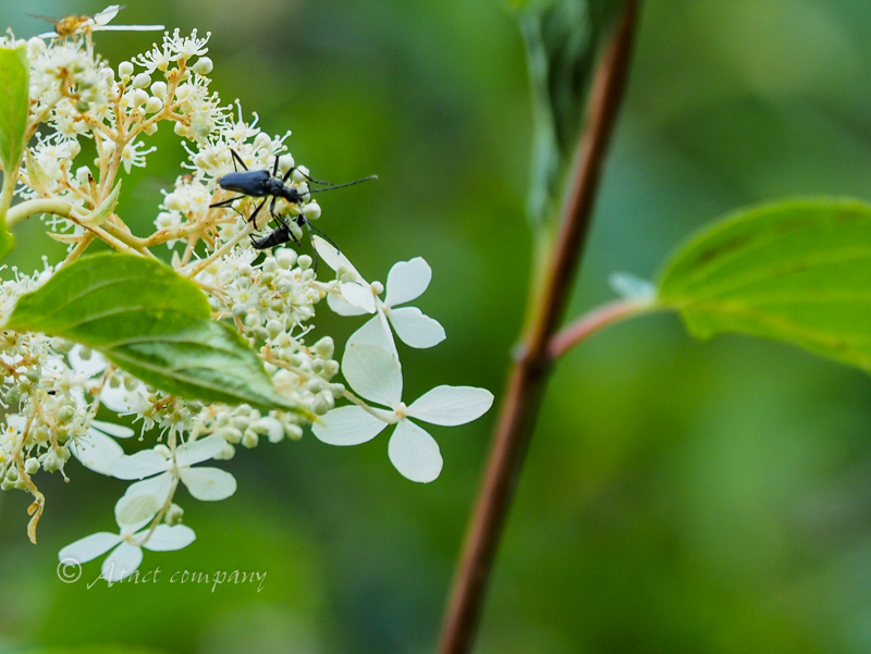 キベリカタビロハナカミキリ – Longhorn Beetles in the Landscape