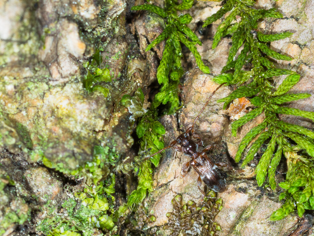 カッコウカミキリ(Miccolamia cleroides)、自然写真