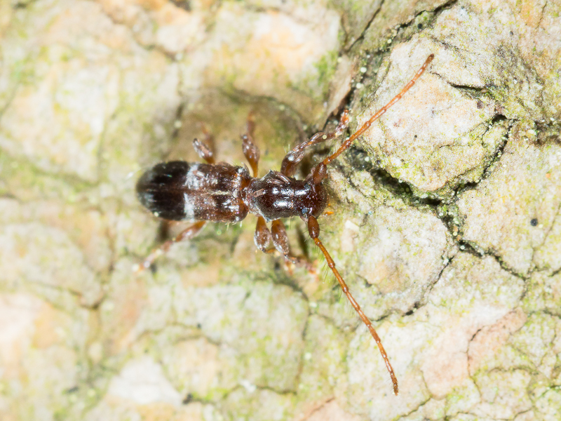 カッコウカミキリ / Miccolamia (Miccolamia) cleroides Bates, 1884