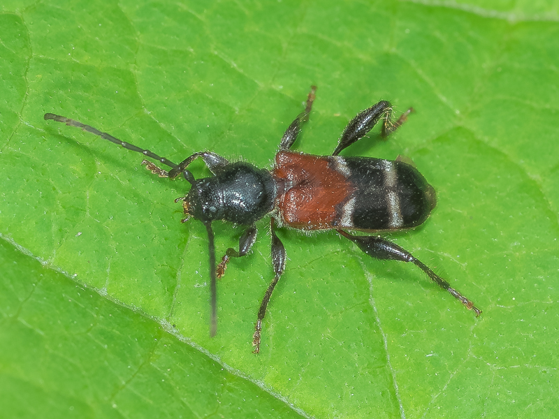 アカネカミキリ Poecillium maaki viarium (Danilevsky, 1988)