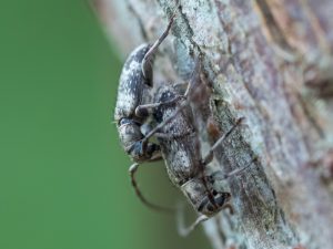 クモガタケシカミキリ / Exocentrus fasciolatus Bates, 1873