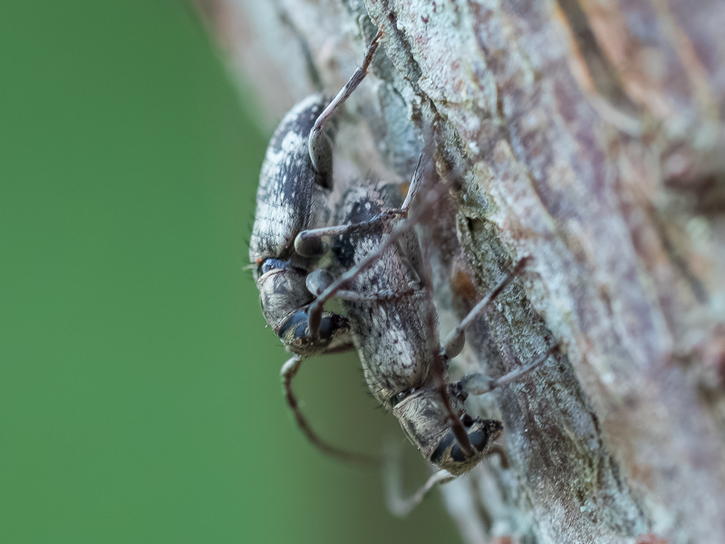 クモガタケシカミキリ / Exocentrus fasciolatus Bates, 1873