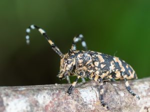 イシガキゴマフカミキリ / Mesosa (Mesosa) yonaguni subkonoi Breuning,1964