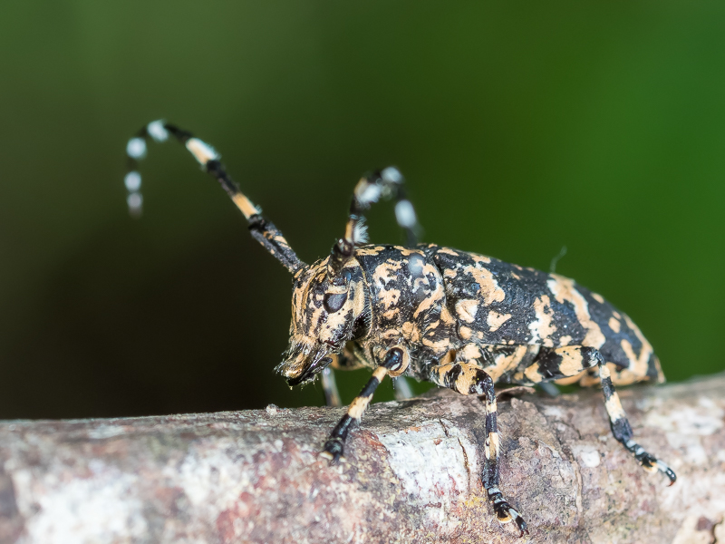 イシガキゴマフカミキリ / Mesosa (Mesosa) yonaguni subkonoi Breuning,1964