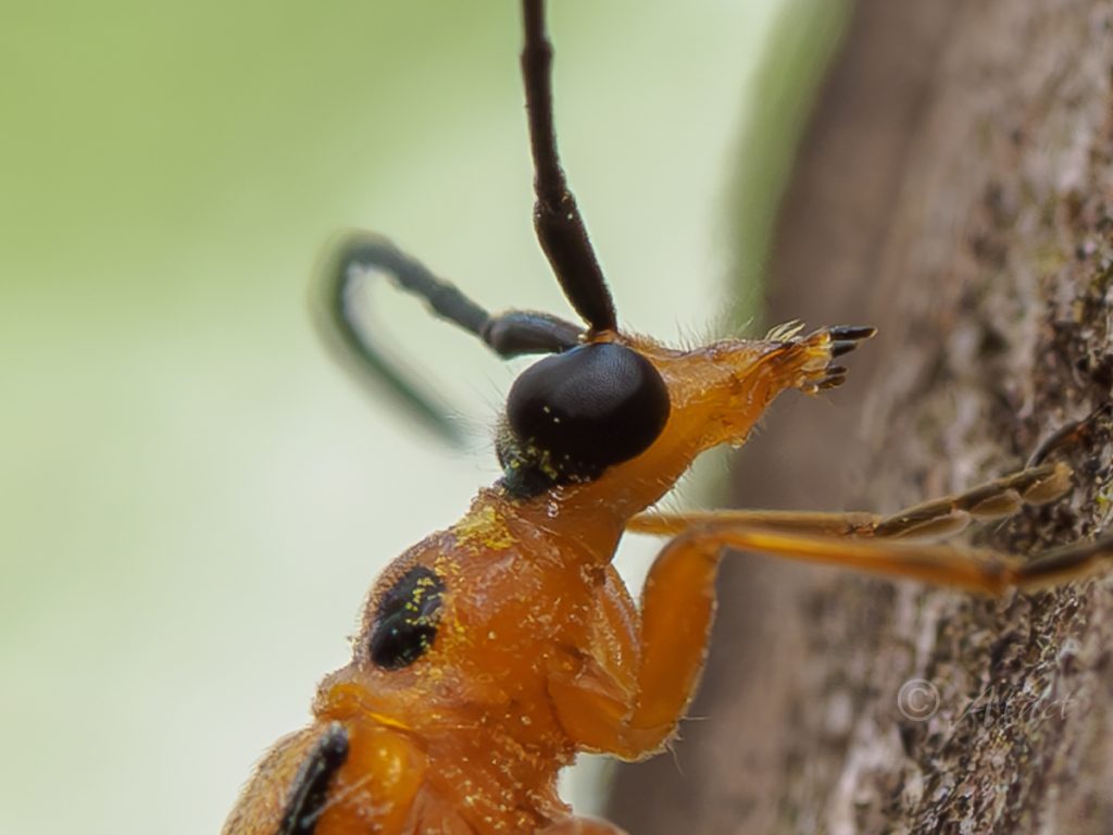 カエデノヘリグロハナカミキリ / Eustrangalis distenioides Bates,1884