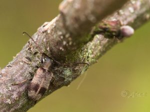 ガロアケシカミキリ / Exocentrus galloisi Matsushita,1933