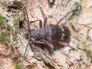 アラメハナカミキリ / Sachalinobia koltzei (Heyden, 1887)