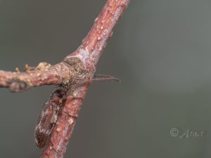 キッコウモンケシカミキリ/ Exocentrus