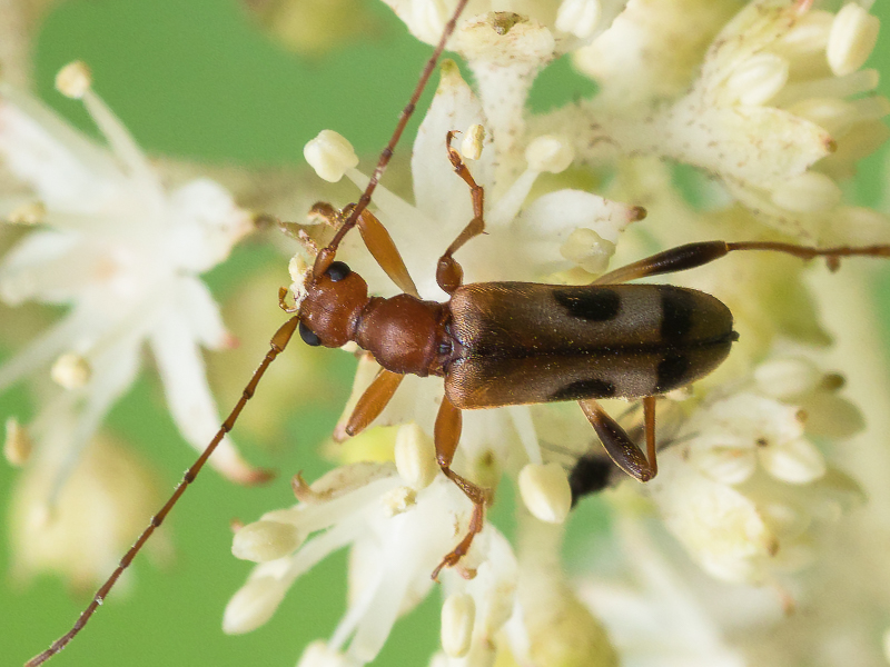 オヤマヒメハナカミキリ / Pidonia oyamae (Oyama,1908)