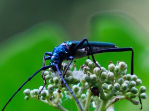 オオアオカミキリ　/ Chloridolum (Chloridolum) thaliodes Bates, 1884