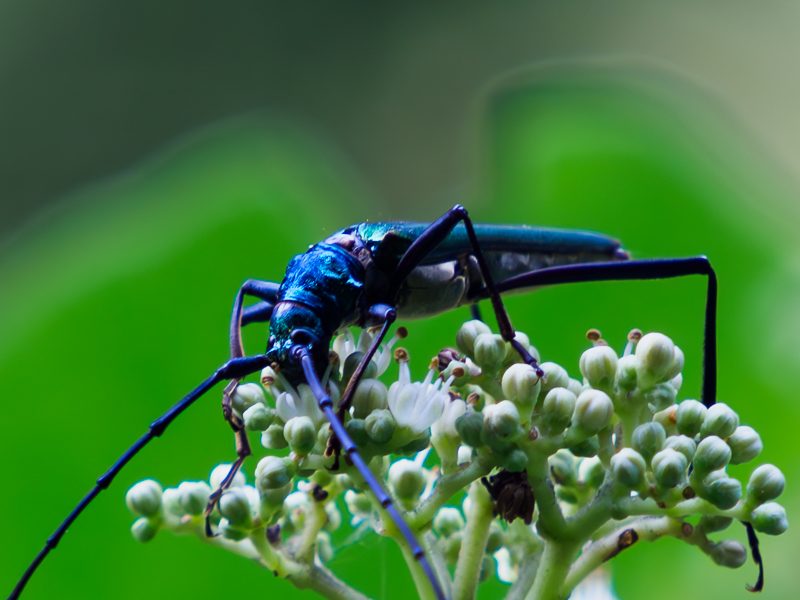 オオアオカミキリ　/ Chloridolum (Chloridolum) thaliodes Bates, 1884